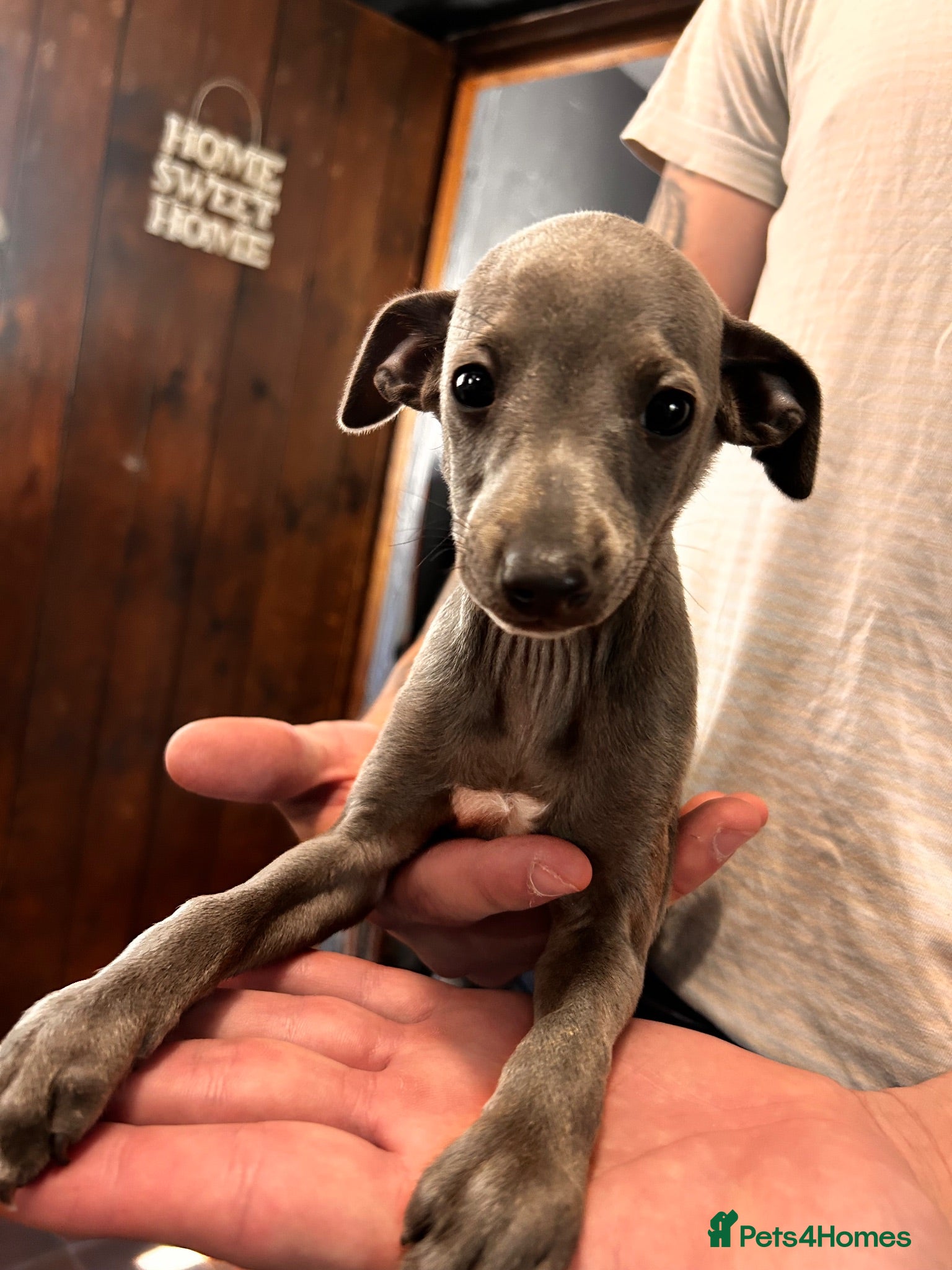 Italian Greyhound dogs KC Registered Italian Greyhounds Puppies - Advert 17