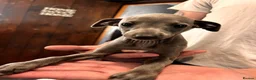 Italian Greyhound dogs for sale: KC Registered Italian Greyhounds Puppies - Advert 25