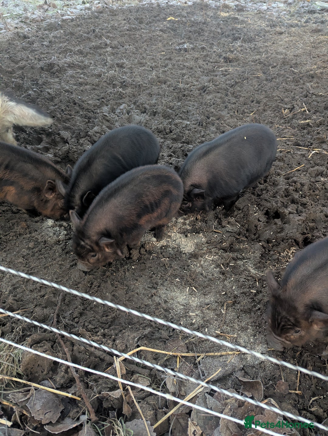 Pig livestock for sale: Kune kune piglets. Girls and boys. - Advert 2