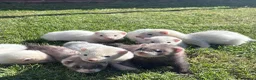 Ferret rodents for sale: Gorgeous chunky baby ferrets  - Advert 3