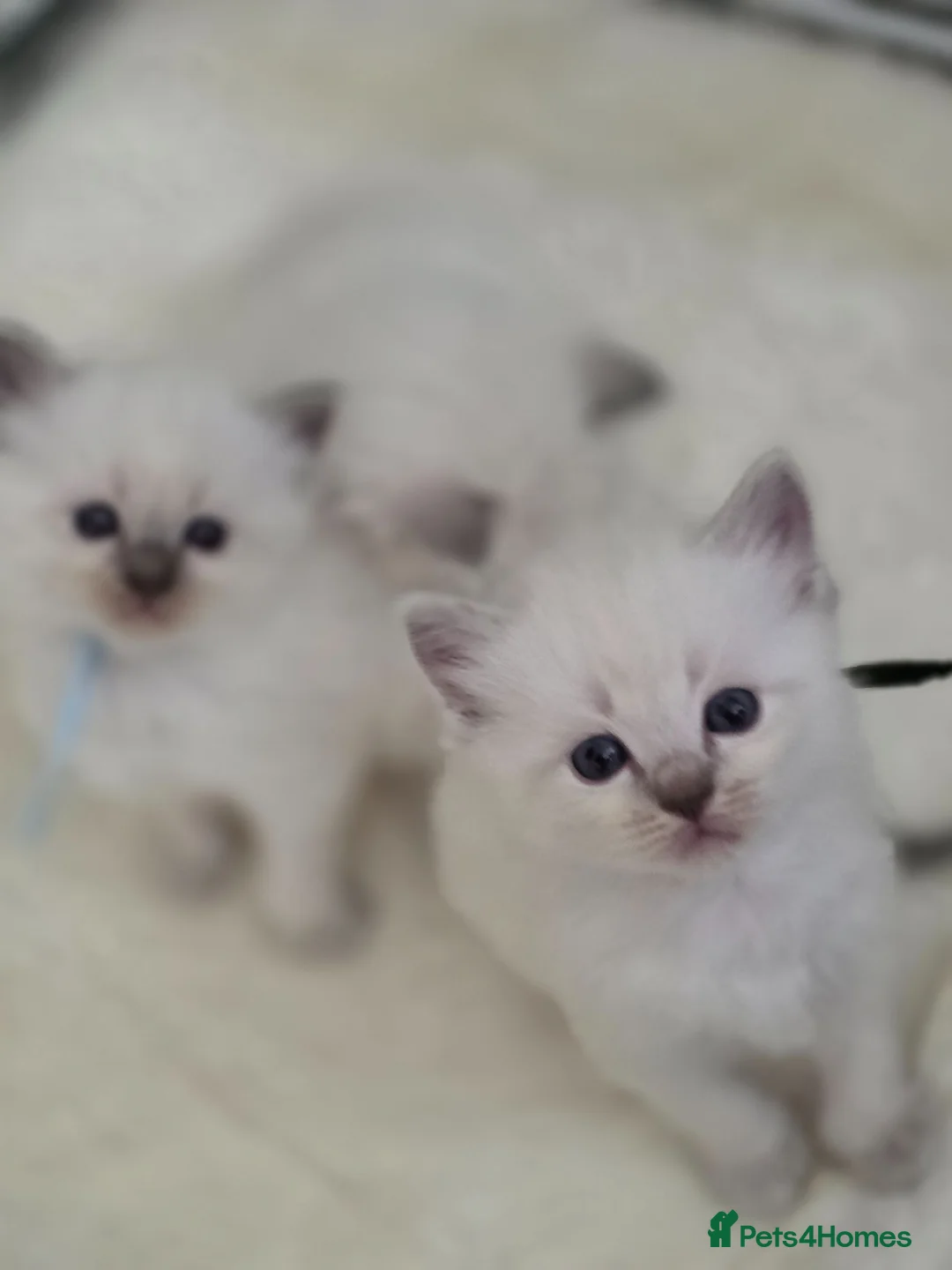 Ragdoll cats for sale: GCCF gorgeous Ragdoll kittens  - Advert 2