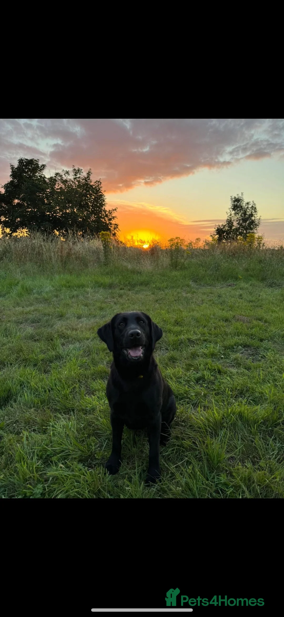 Labrador Retriever dogs for sale: KC Registered Puppies for sale  in Leicester - Advert 7