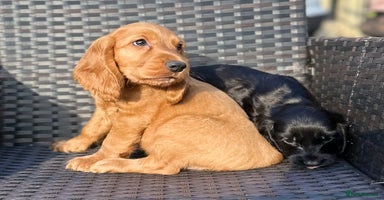 Cocker Spaniel dogs - Advert 1