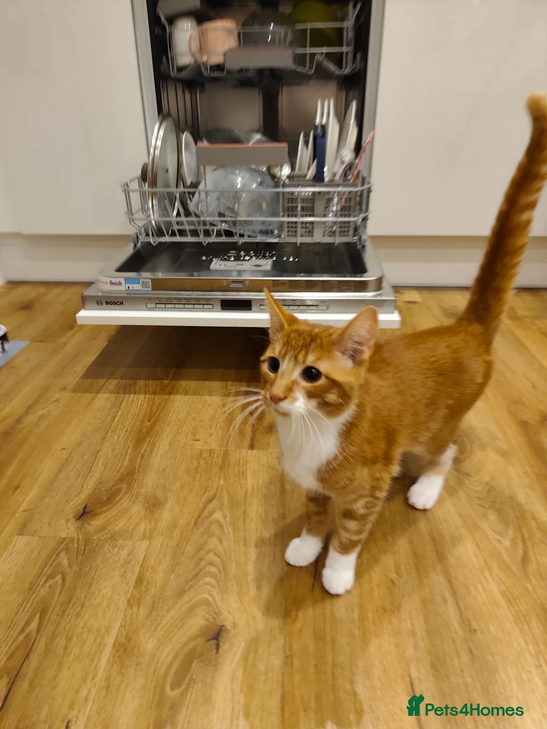 Mixed Breed cats for sale: Ginger boy  in Newark - Advert 3