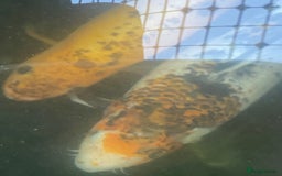 Butterfly Fish fish for sale: Fishpond, including fish in Stourport-on-Severn - Image 9