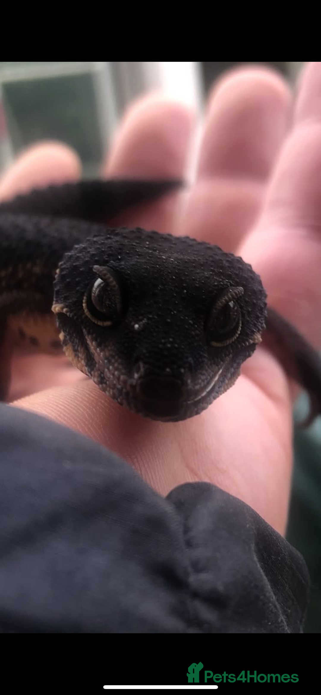 Leopard Gecko reptiles for sale: 3 x pure black night leopard geckos - Advert 2