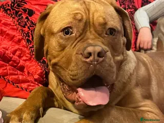 Dogue De Bordeaux dogs KC Registered Family Dog – Needs Experienced Home - Advert 5