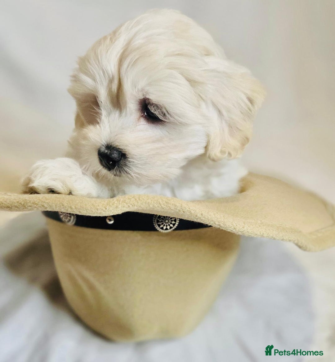 Maltese dogs for sale: ✨ Exquisite Maltese Puppies Available✨ - Advert 6