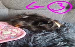 Guinea Pig rodents for sale: 😍 Lovely sows and one boar 💚  - Image 12
