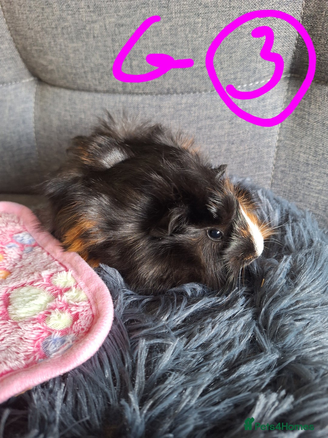 Guinea Pig rodents for sale: 😍 Lovely sows and one boar 💚  - Image 12