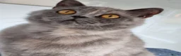 British Shorthair cats for sale: British Shorthair blue/cream girl.  - Advert 7