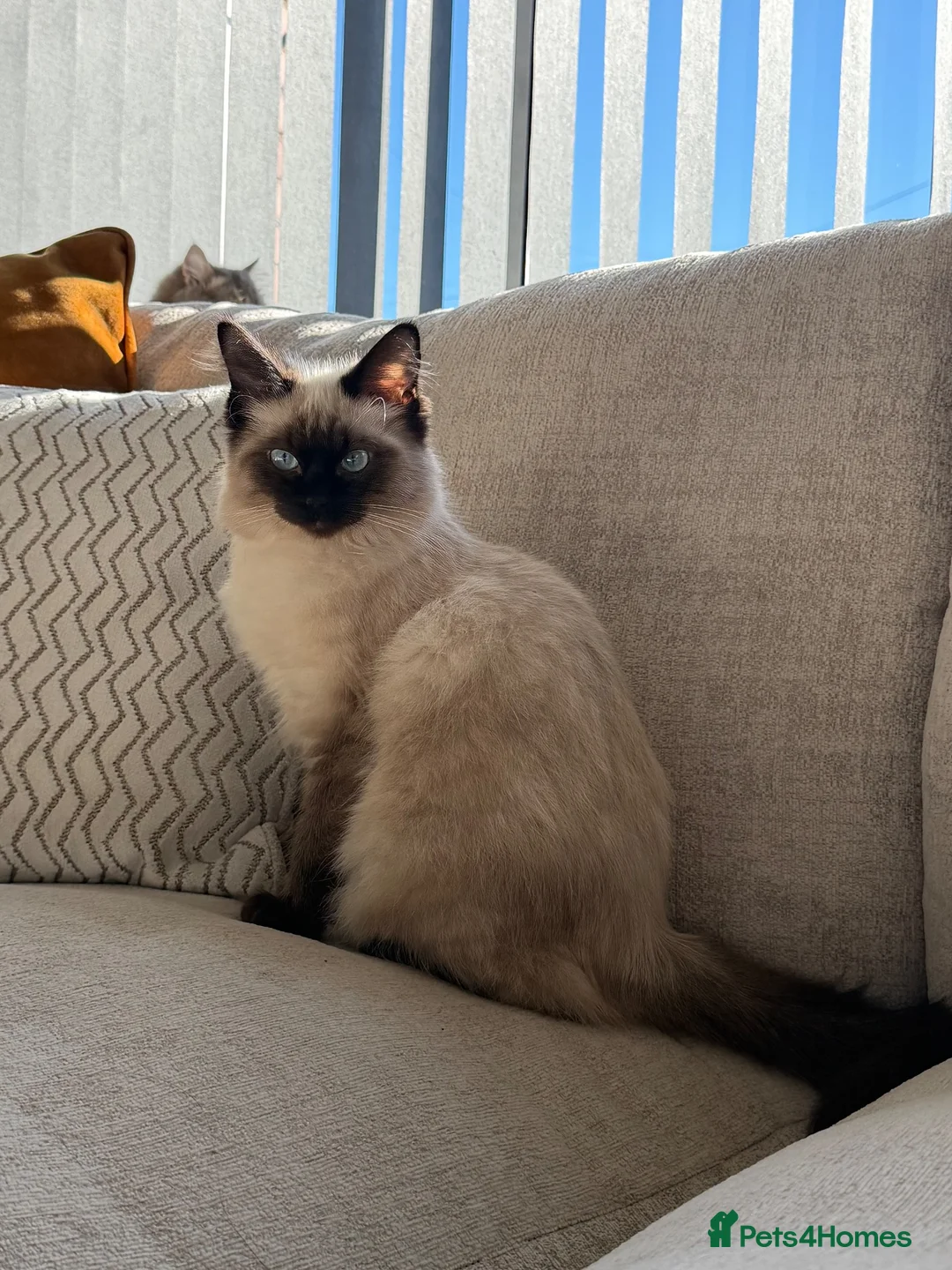 Ragdoll cats for sale: Beautiful female ragdoll  - Advert 2