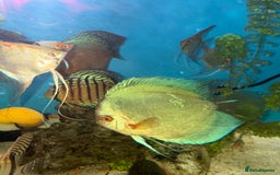 Discus fish for sale: 10 discus for sale due to house move - Advert 3