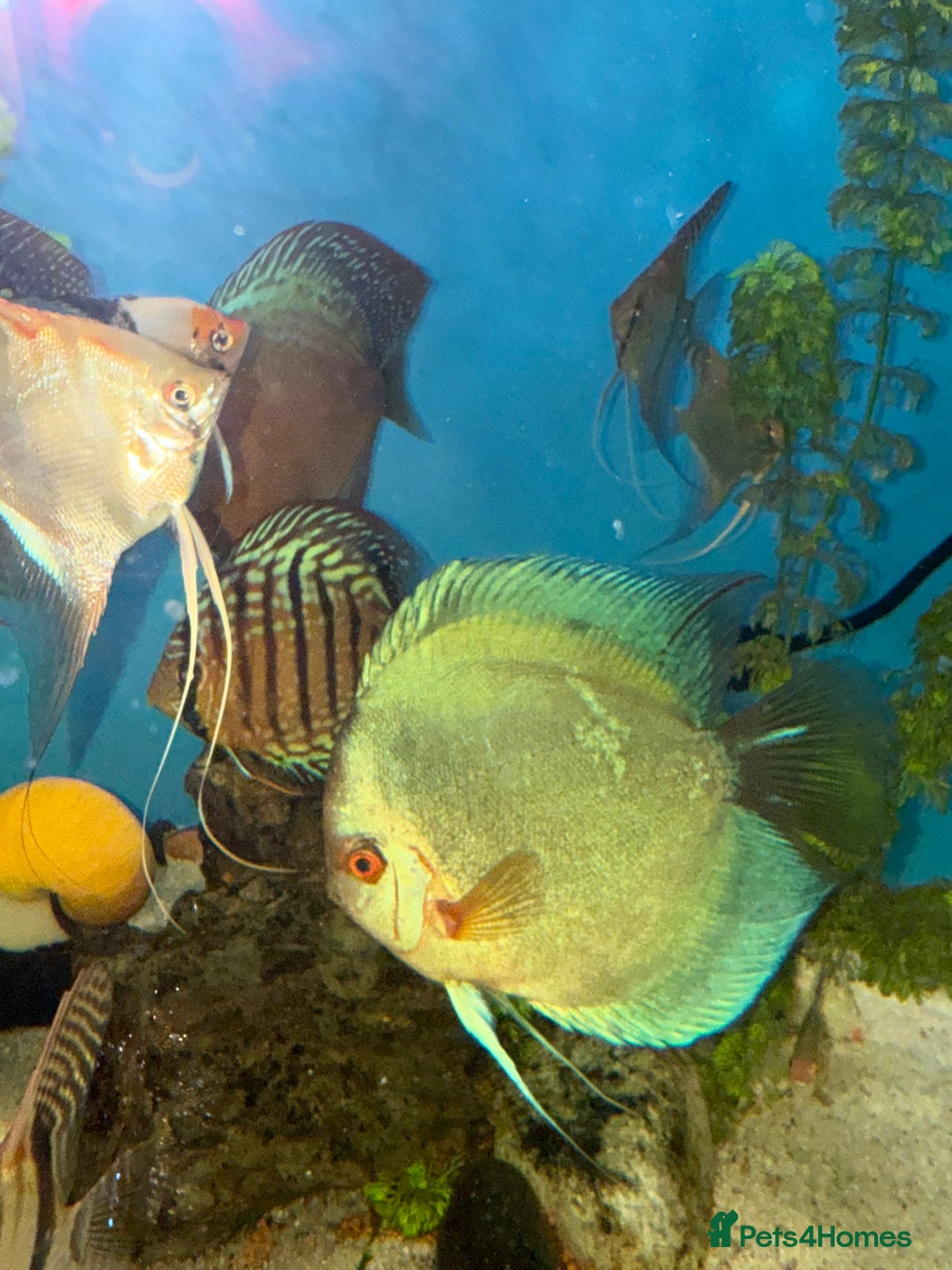 Discus fish for sale: 10 discus for sale due to house move - Advert 3