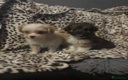 Mixed Breed dogs for sale: Chorkie-apso puppies  - Image 16