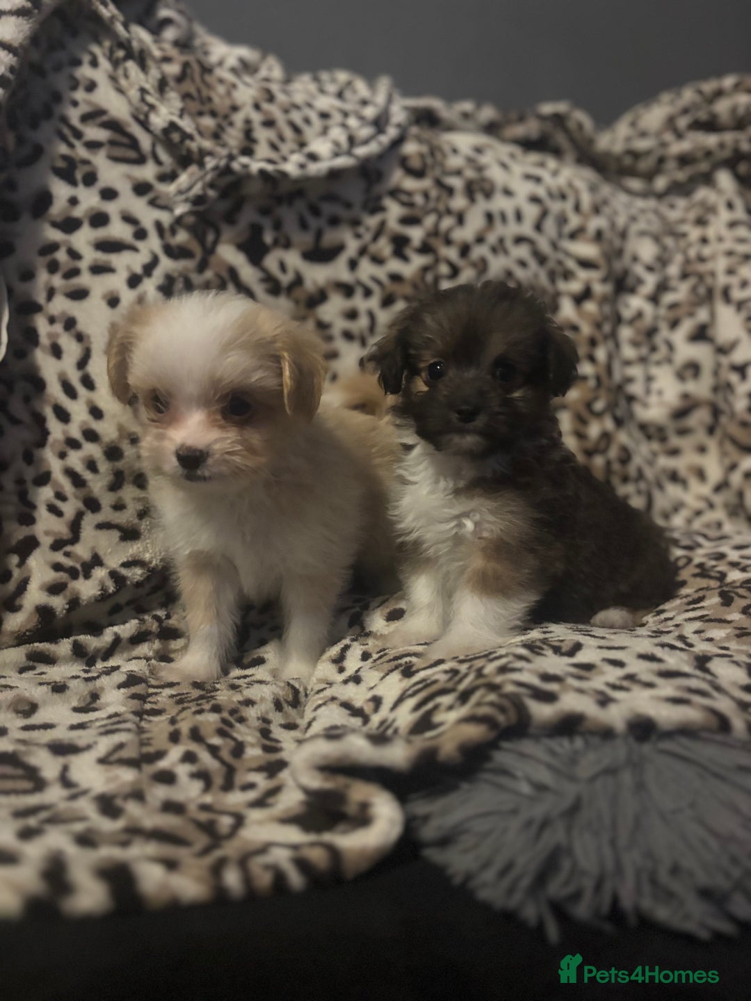Mixed Breed dogs for sale: Chorkie-apso puppies  - Image 16