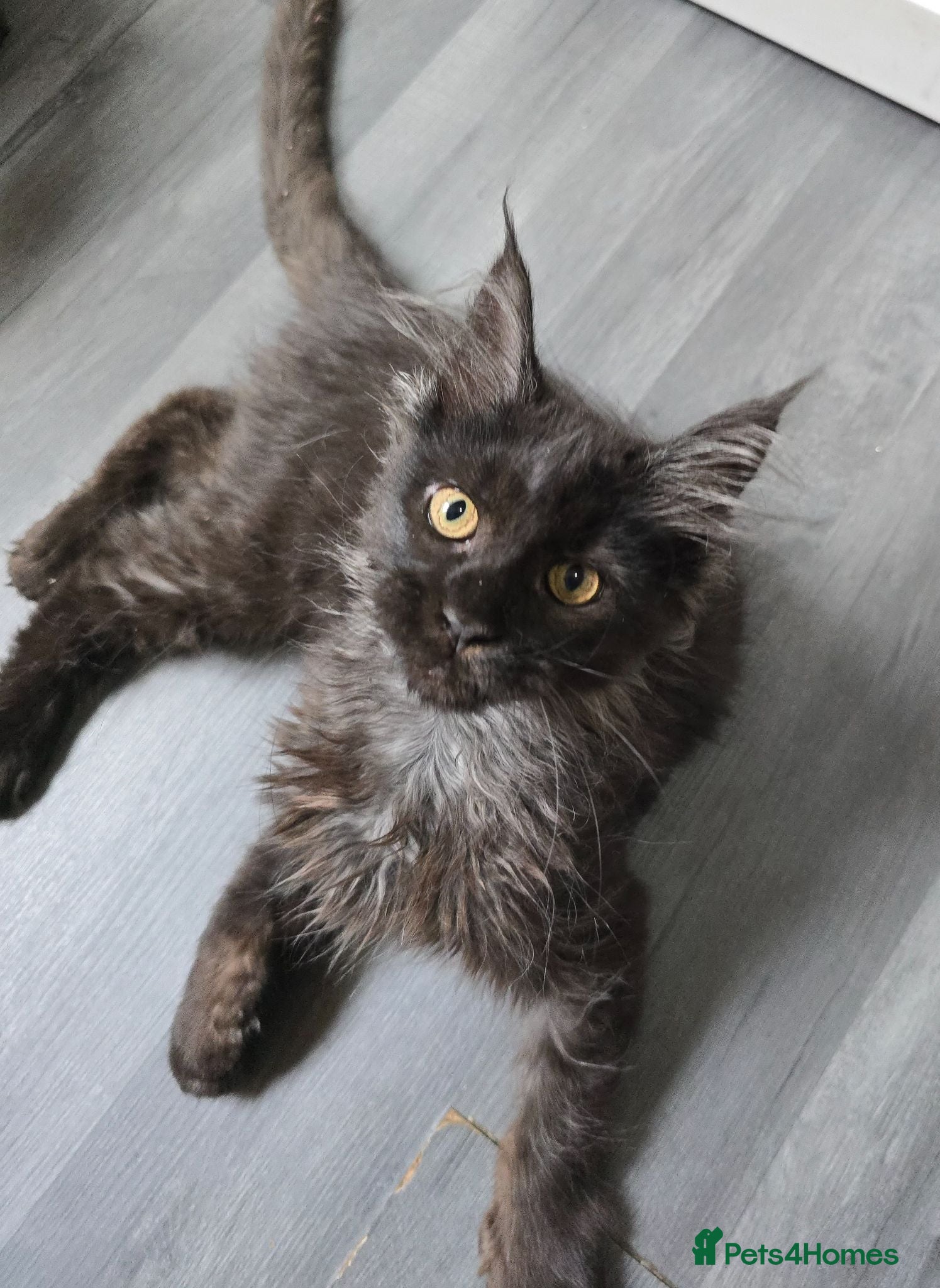Maine Coon cats READY NOW Black Smoke Maine Coon Kitten - Advert 17