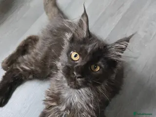 Maine Coon cats READY NOW Black Smoke Maine Coon Kitten - Advert 17