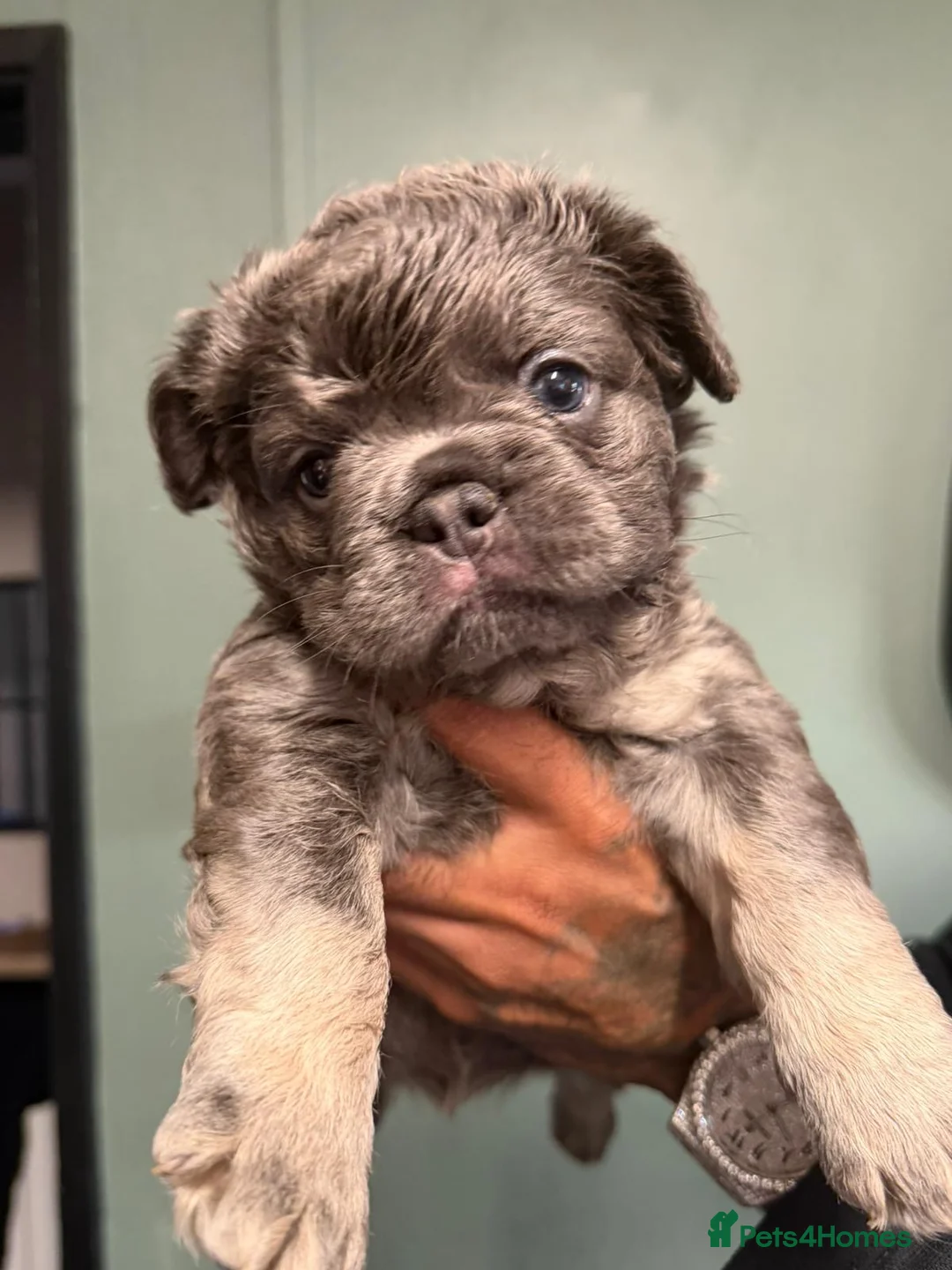 French Bulldog dogs for sale: Blue & Tan Fluffy French Bulldogs  - Advert 6