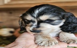 Cocker Spaniel dogs for sale: KC show cocker spaniel puppies - Image 14