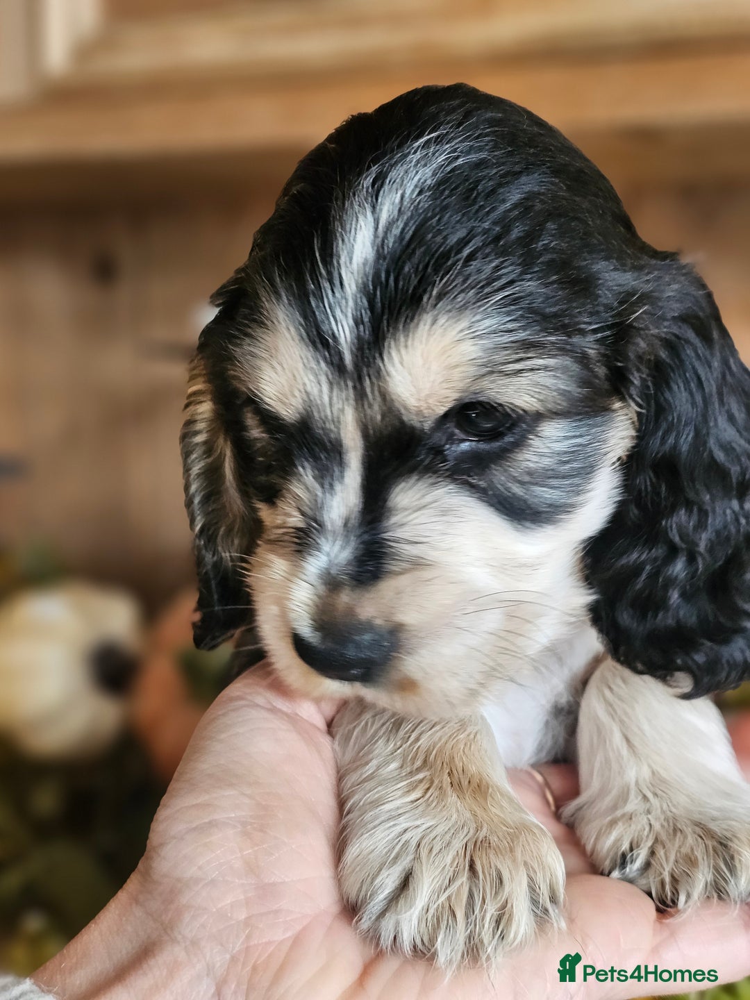 Cocker Spaniel dogs for sale: KC show cocker spaniel puppies - Image 14