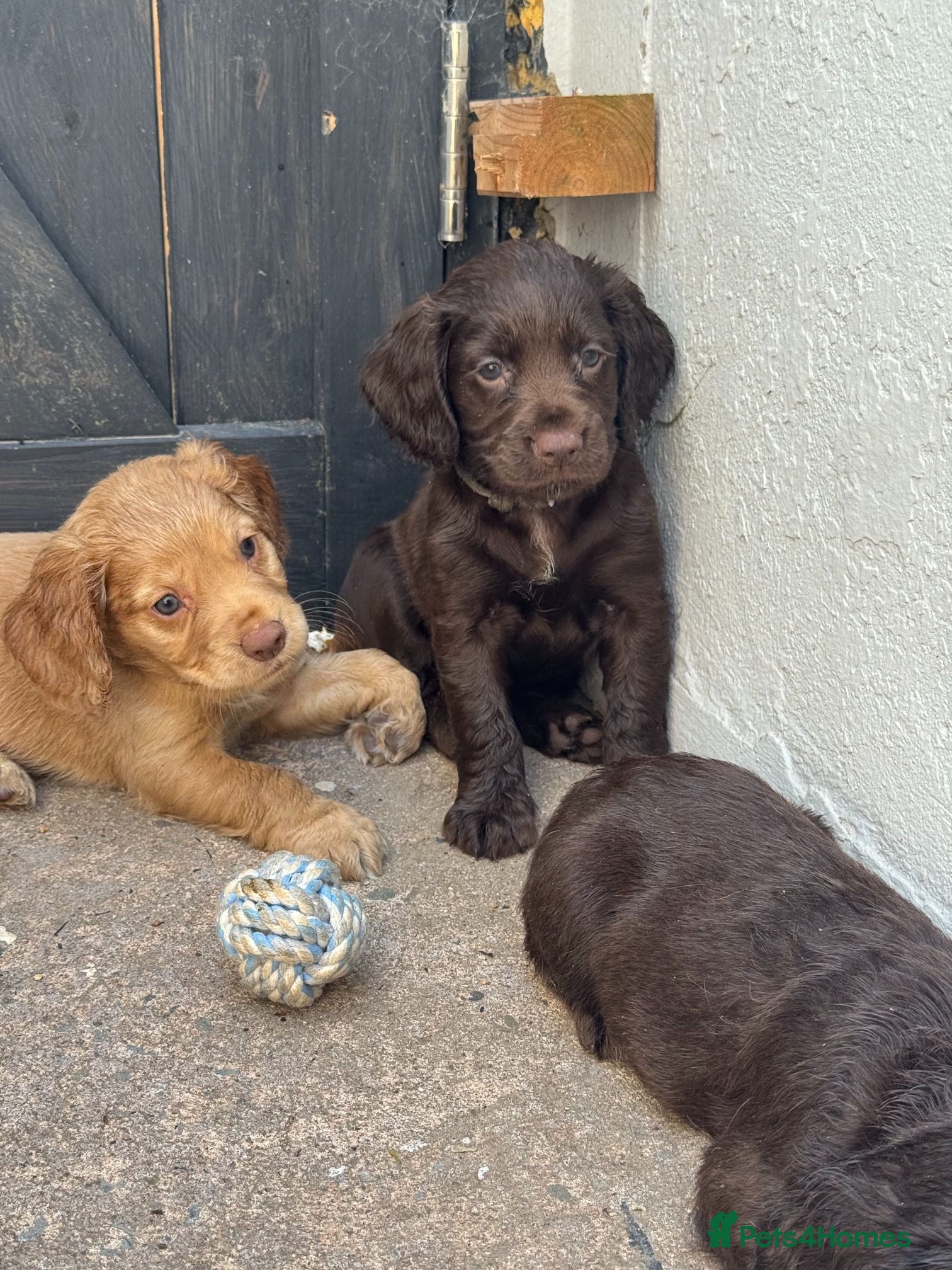 Cocker Spaniel dogs Working cocker spaniel  - Advert 2