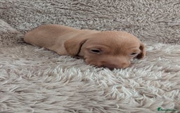 Miniature Dachshund dogs for sale: Beautiful Mini Daschounds Babies For Sale - Image 9