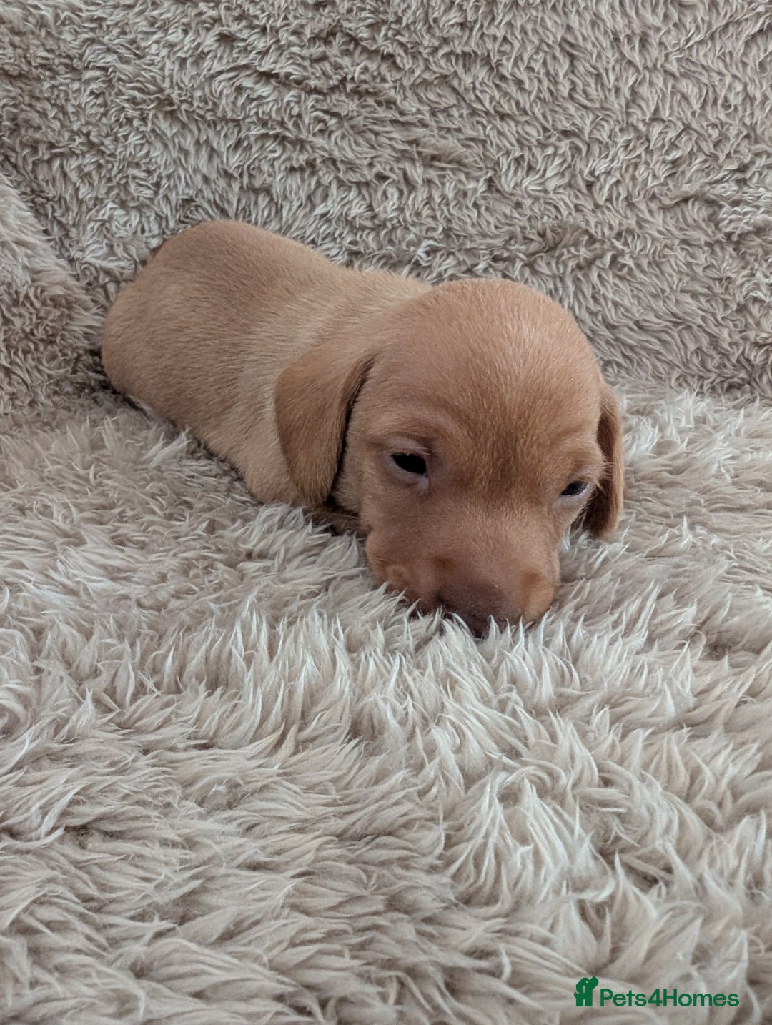 Miniature Dachshund dogs for sale: Beautiful Mini Daschounds Babies For Sale - Image 9