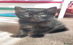 Mixed Breed cats for sale: Male & female kittens - Image 6