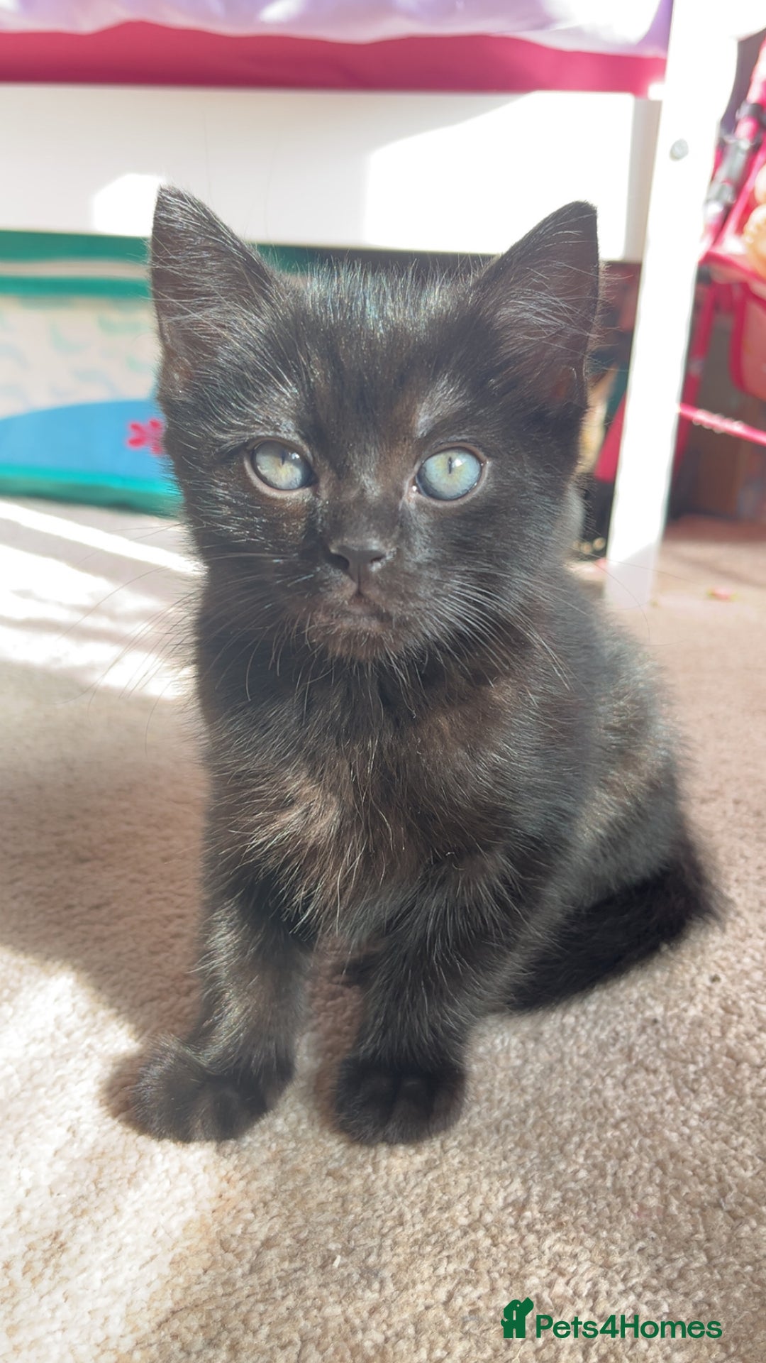 Mixed Breed cats for sale: Male & female kittens - Image 6