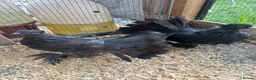 Pigeons birds for sale: Indian fantails - Advert 6