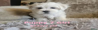 Maltese Puppy 7