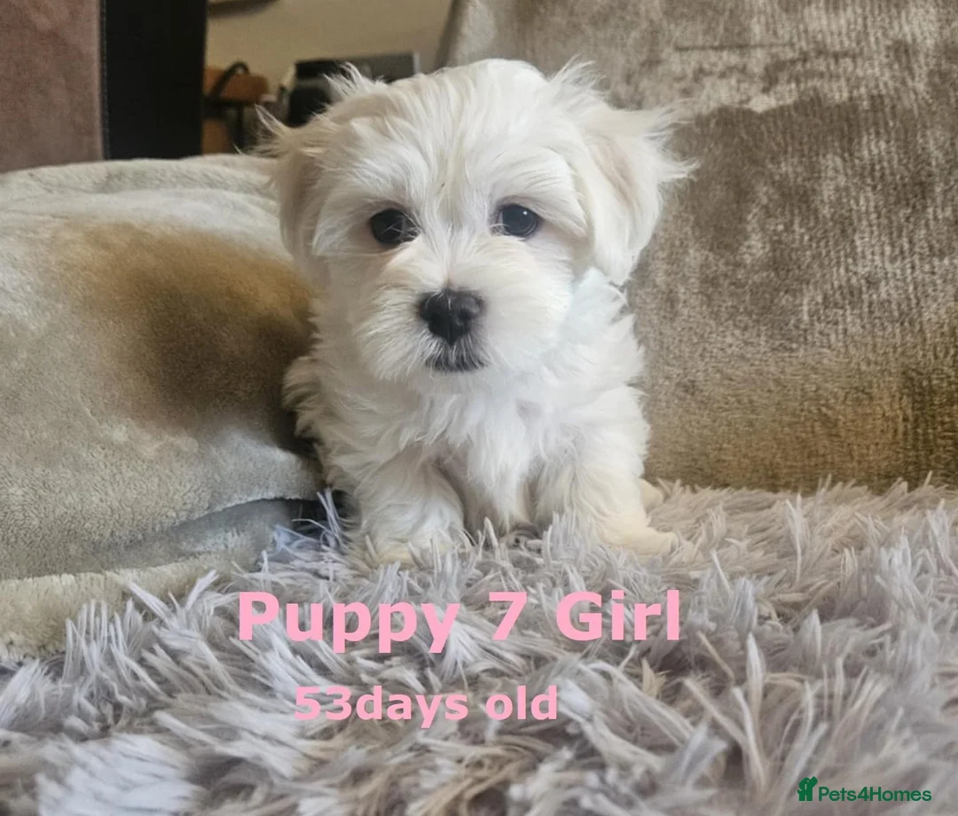 Maltese dogs for sale: Adorable Maltese puppies looking for forever home! - Advert 6