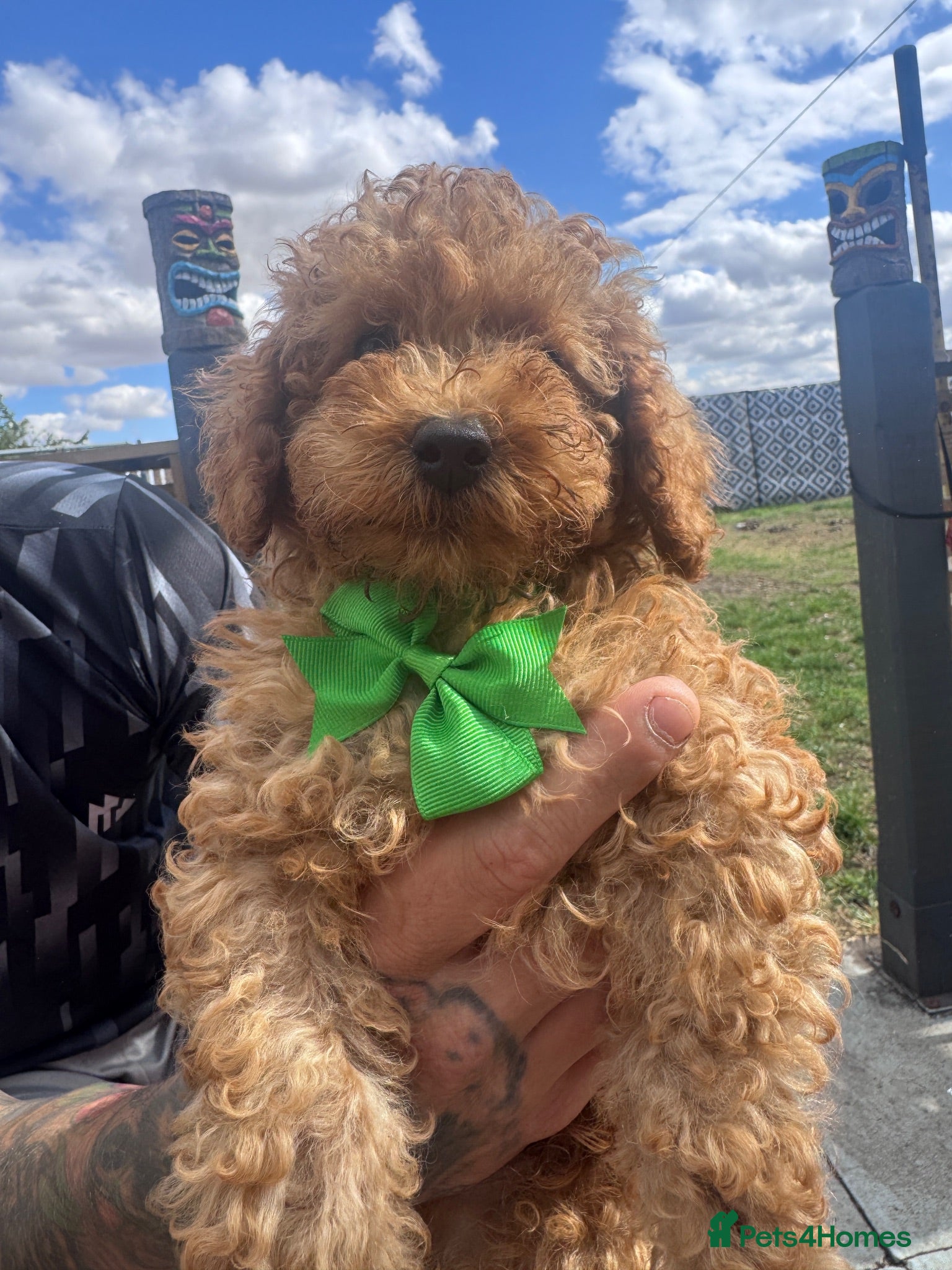 Toy Poodle dogs Beautiful Toy Poodle Puppies ❤️🐾🐩 READY TO GO! - Advert 4