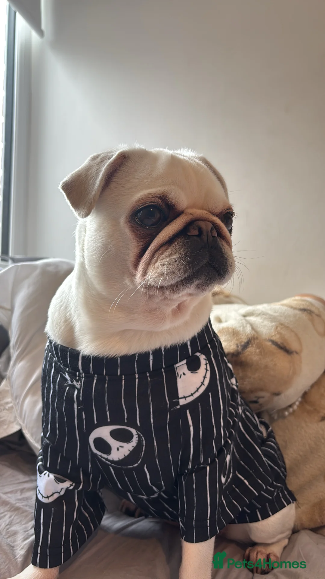 Pug dogs for sale: White pug - Advert 4