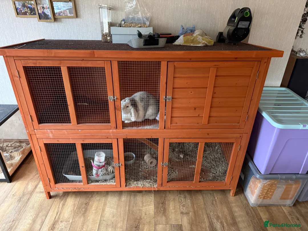 English Lop rabbits for sale: Female rabbit (multi coloured predominantly white) in Hinckley - Advert 3