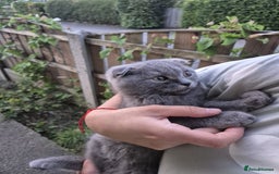 Scottish Fold cats for sale: Scotish kittens  - Image 26