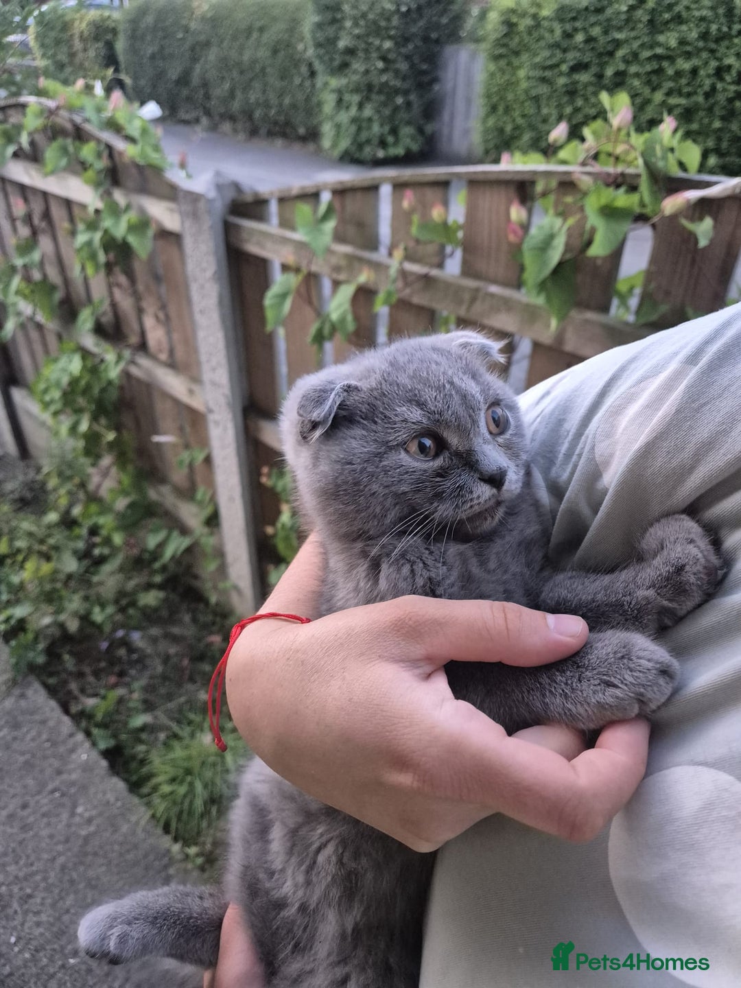 Scottish Fold cats for sale: Scotish kittens  - Image 26
