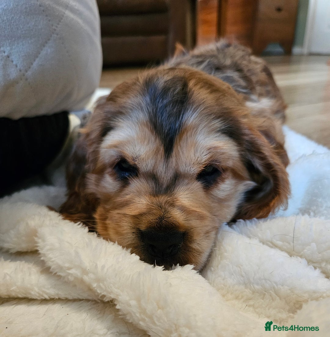 Cocker Spaniel dogs for sale: 🐾 KC Show Cocker Puppies 💛 Fully Health Tested  - Image 3