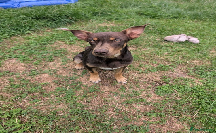 Australian Kelpie dogs - Advert 1