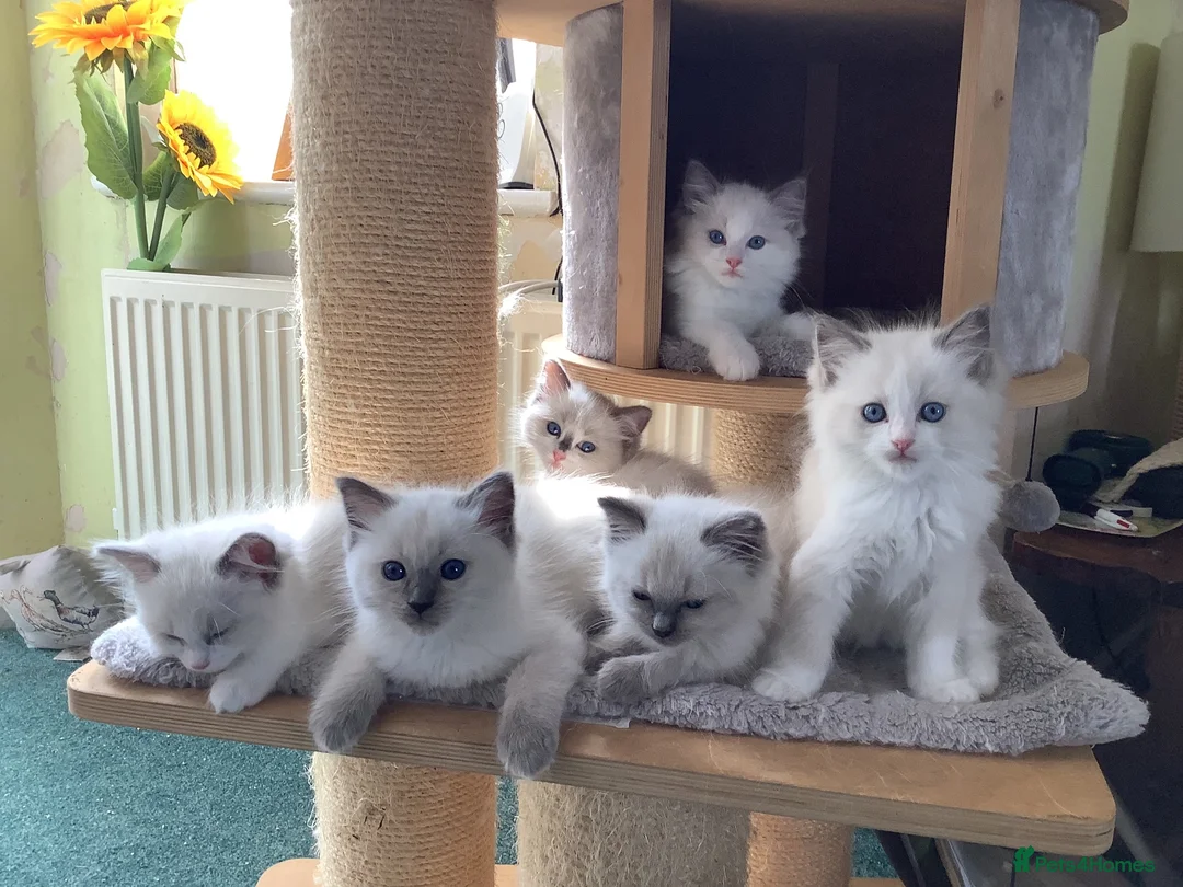 Ragdoll cats for sale: 🌟Beautiful registered Ragdoll kittens🌟 - Advert 1