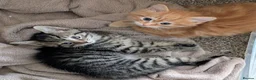 Mixed Breed cats for sale: Gorgeous fluffy tabby kittens! - Advert 12