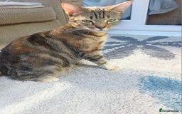Mixed Breed cats for sale: Kittens - Image 5