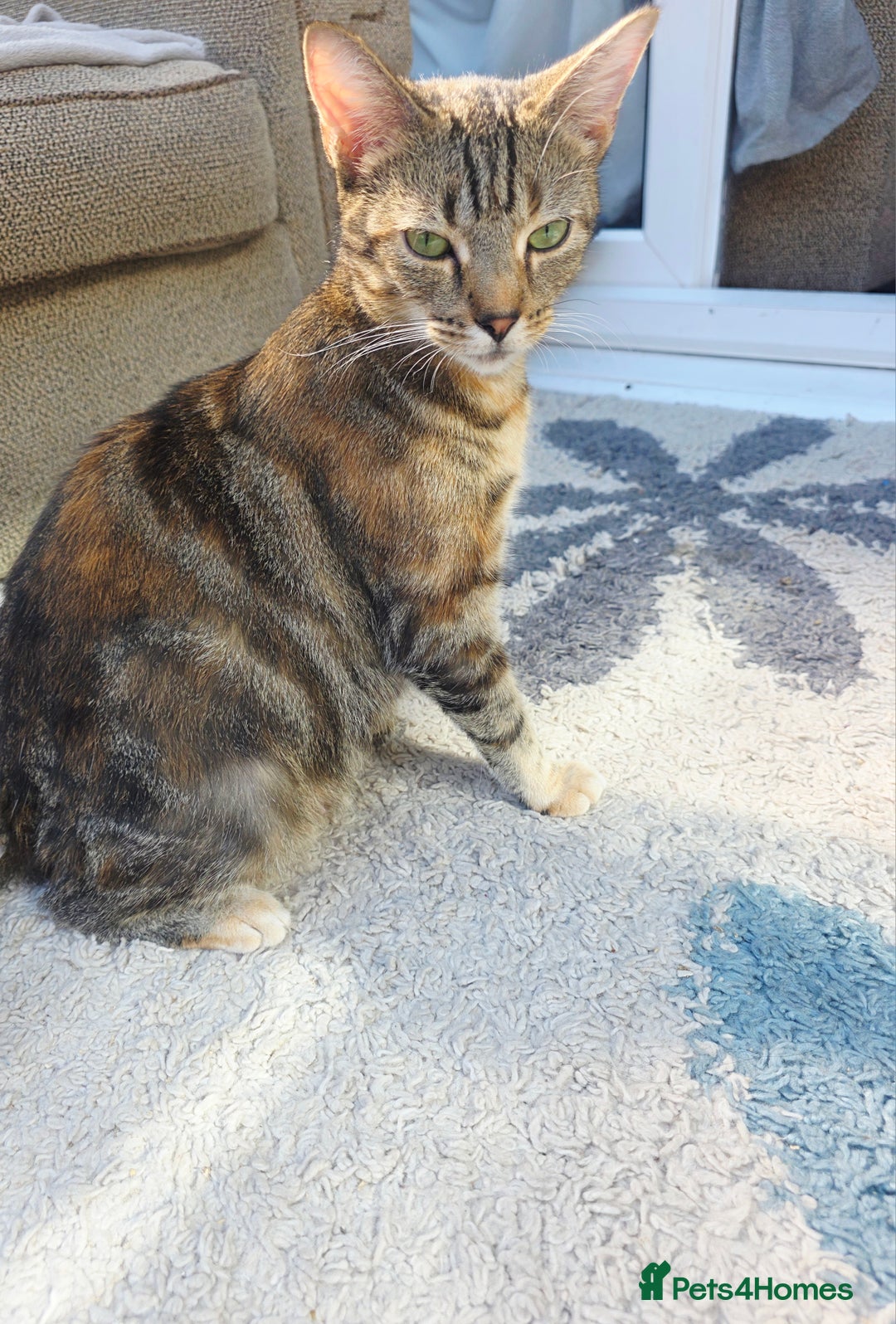 Mixed Breed cats for sale: Kittens - Image 5