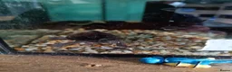 Turtle reptiles for sale: Young musk turtles  - Advert 2
