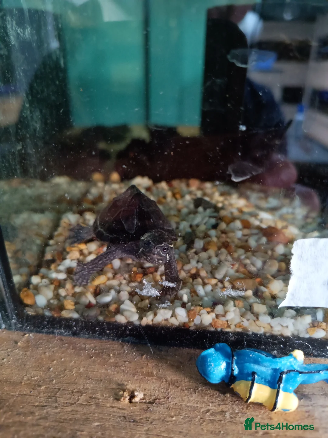 Turtle reptiles for sale: Young musk turtles  - Advert 2