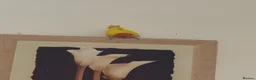 Lovebirds birds for sale: Mango male love bird  - Advert 3