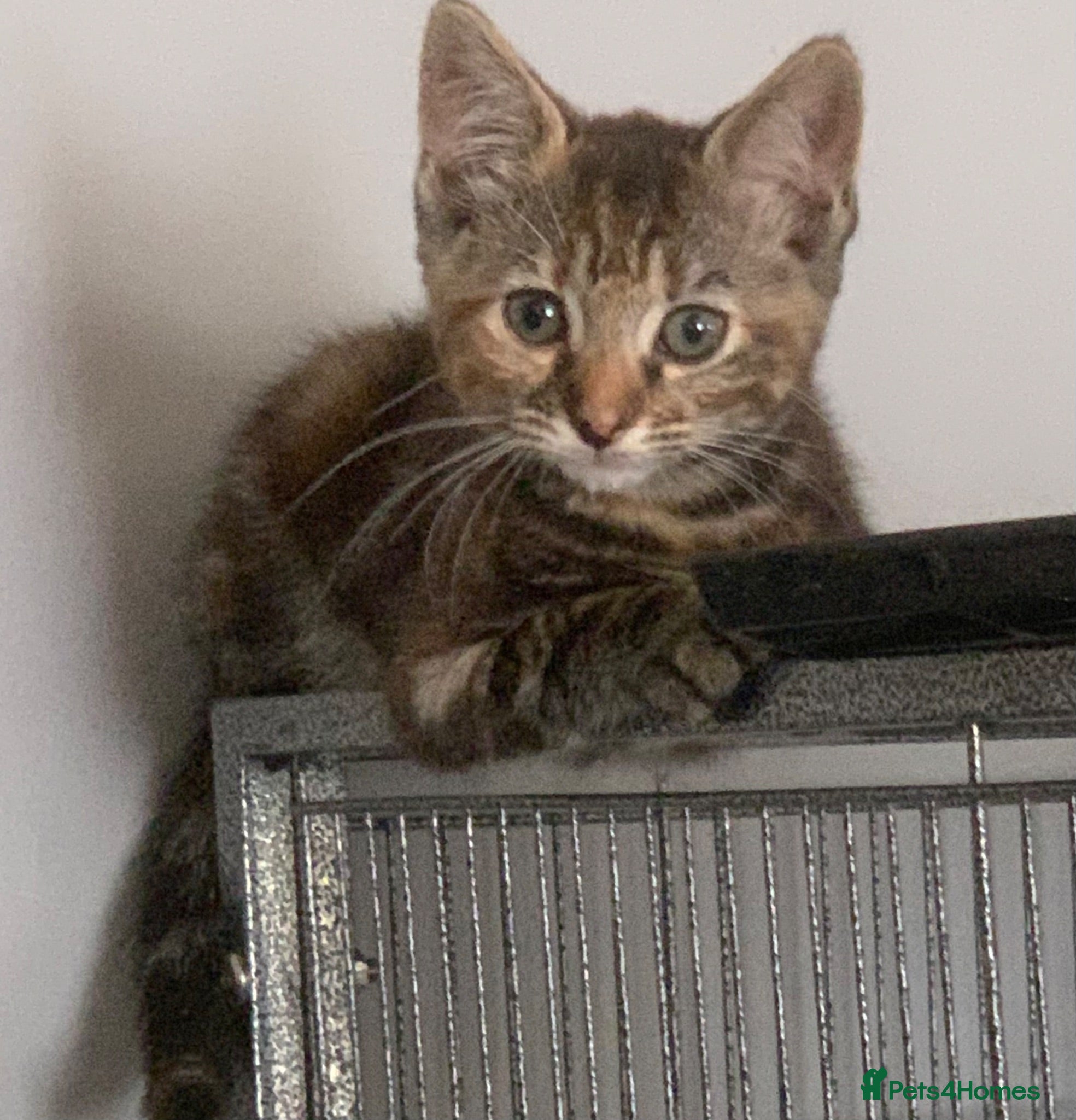 Mixed Breed cats Beautiful girls  - Advert 1