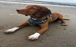 Cocker Spaniel dogs for sale: cocker spaniel  - Image 2