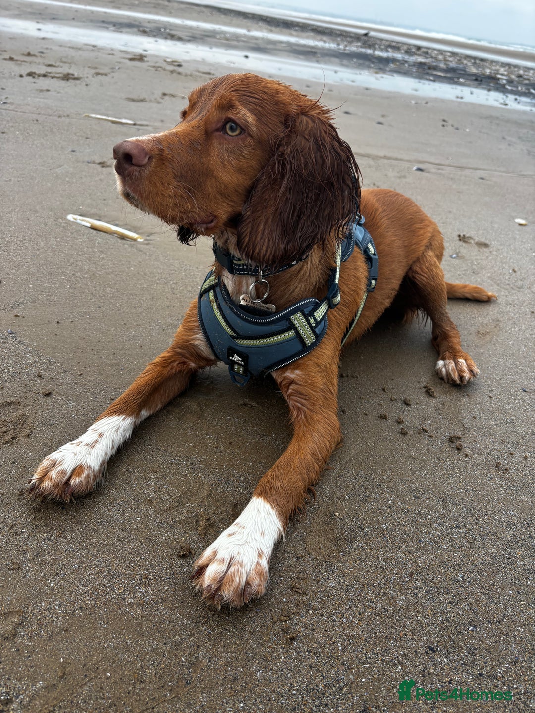 Cocker Spaniel dogs for sale: cocker spaniel  - Image 2